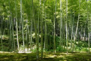kyoto-bamboo